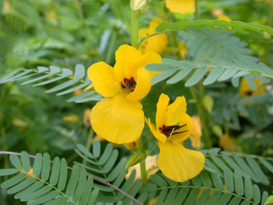 Chamaecrista Fasciculata "Patridge Pea"