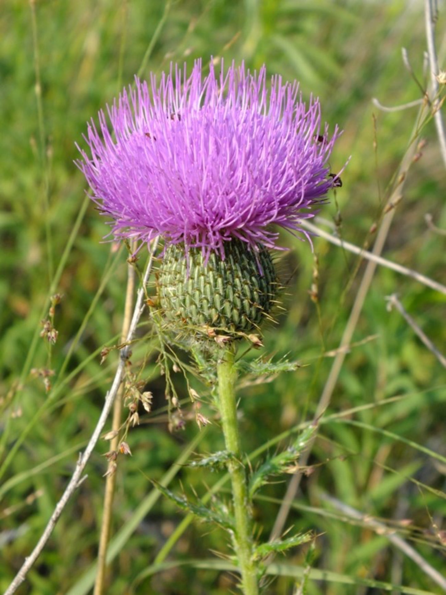 cirsium altissimum " tall thistle" is host plant for silver spotted skipper butterfly