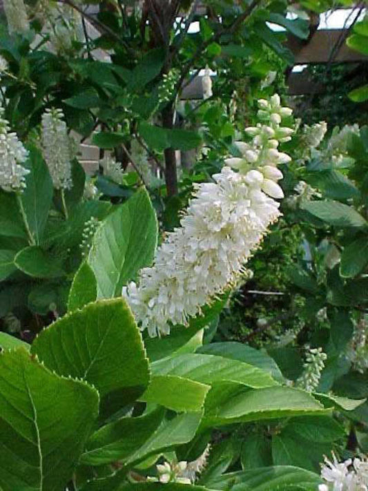 clethra alnifolia " sweet pepper bush" is the his plant of the Nola Clethrae Dyer (Sweet Pepperbush Nola Moth)