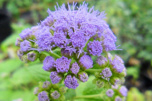 Conoclinium Coelestinum "Blue Mistflower"