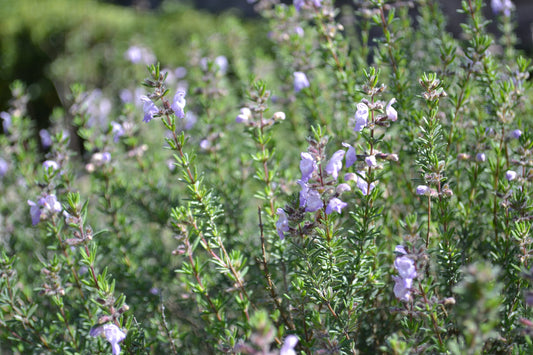 Conradina Canescens "Scrubmint"