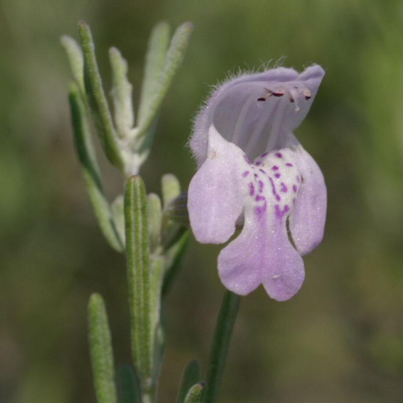 Conradina canadenses "False Rosemary"