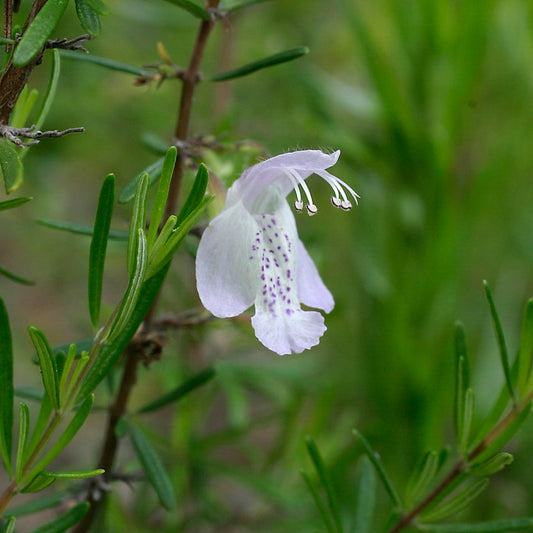 Conradina Grandiflora "Large Flower Mint"