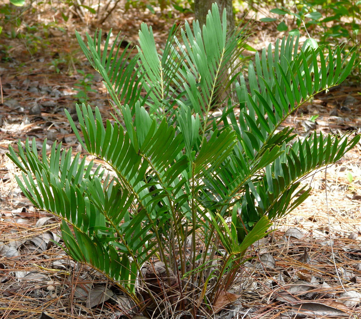 Zamia Integrifolia "Coontie"