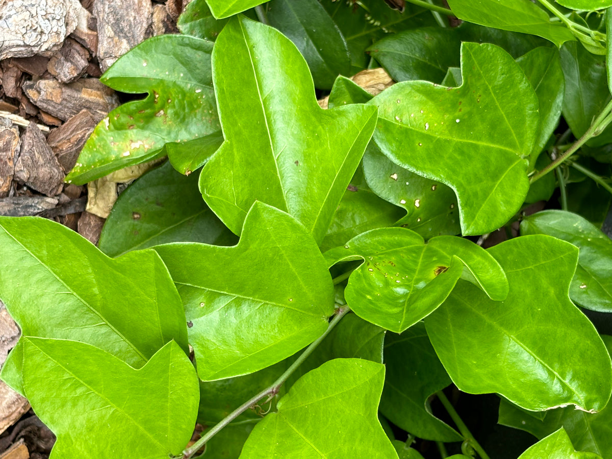 "Passiflora Suberosa "Corkystem Passionflower"