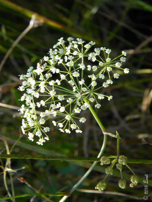 water cowbane plant is the host plant for black swallowtail butterfly
