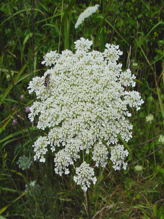 Daucus Carota "wild carrot" is the host plant for the black swallowtail butterfly