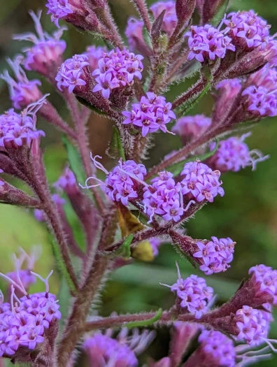 Carphephorus Paniculatus "Deer Tongue"
