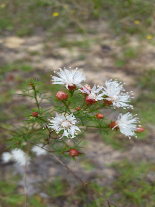 Dalea pinnata is the host plant for the Southern Dogface "Serene Yesonia"