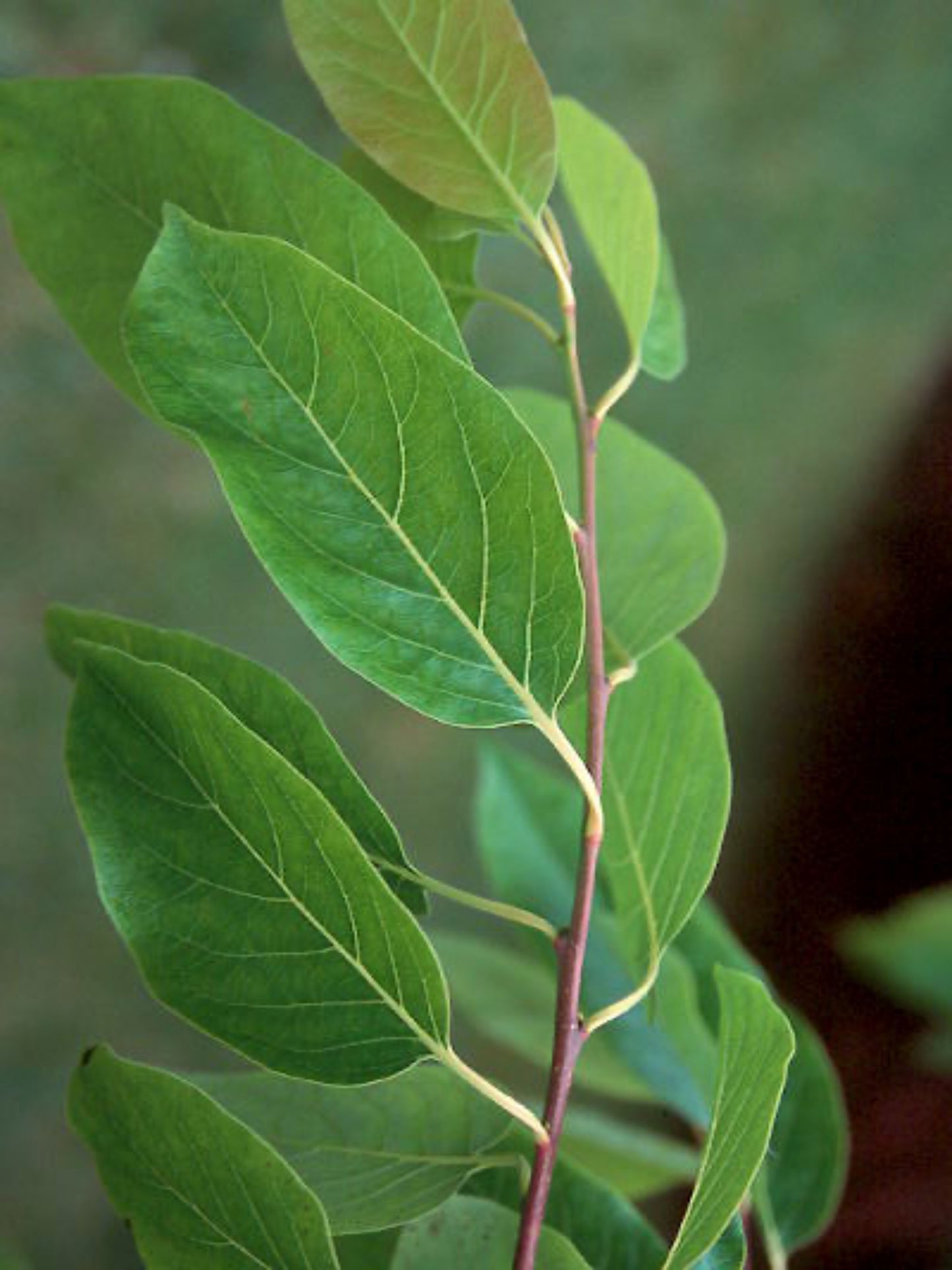 Diospyros Virginiana " persimmon" is the host plant for the Luna Moth ( Asctias Luna)