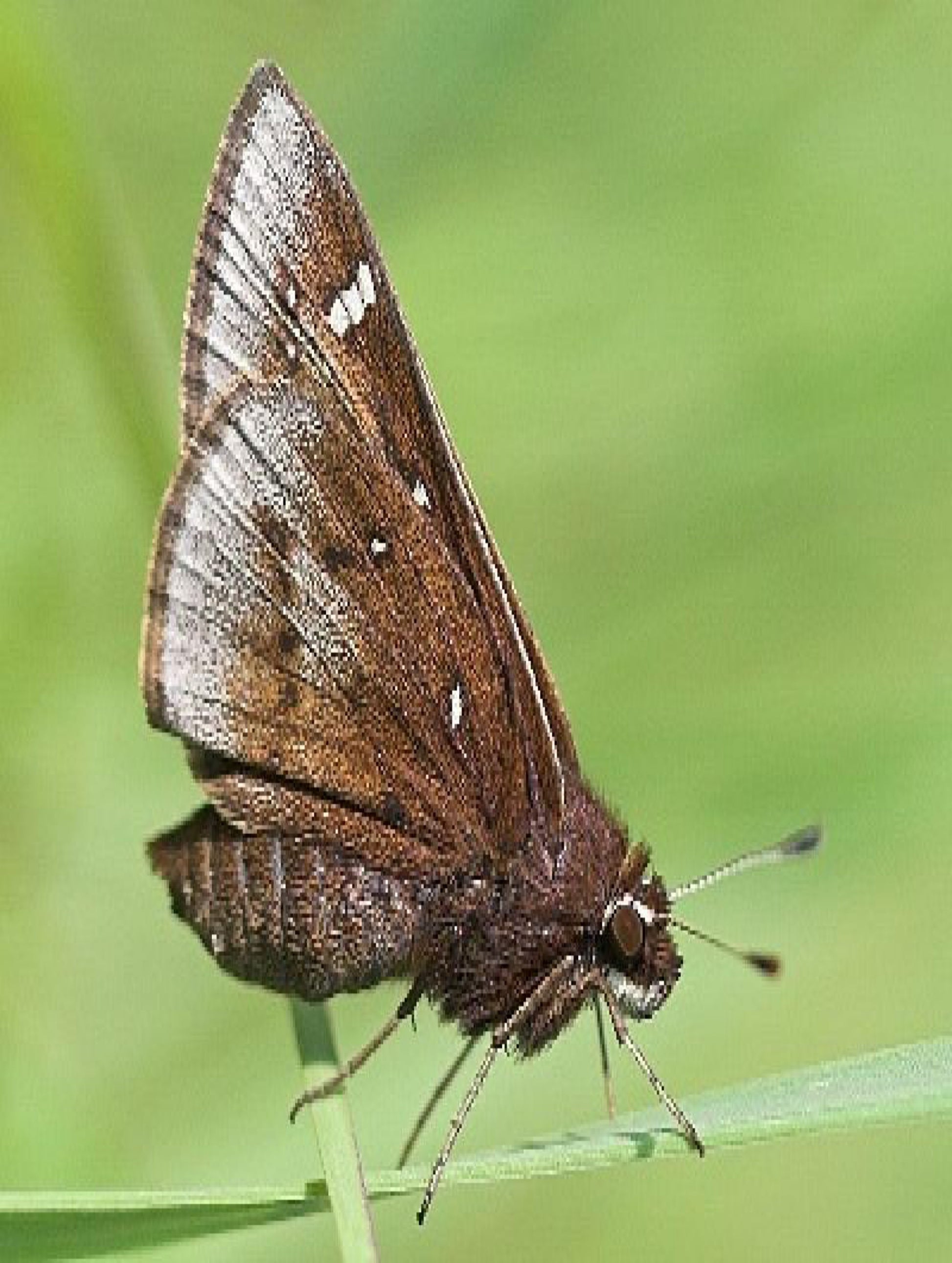 Dusted skipper butterfly on his host plant Andropogon Virninicus