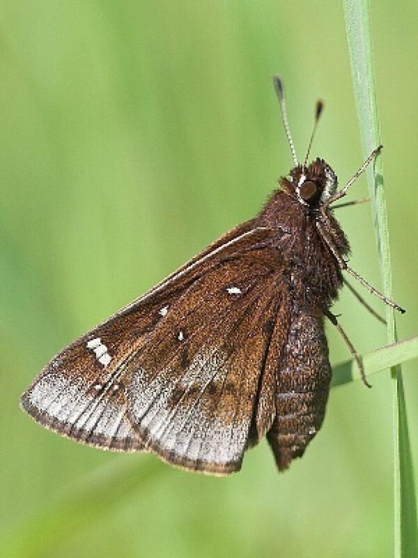 dusted skipper butterfly on his host plant switchgrass