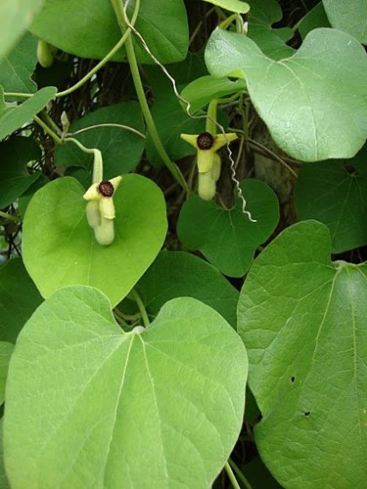 Woolly dutchman 's pipe vine is the host plant for Pipevine swallowtail