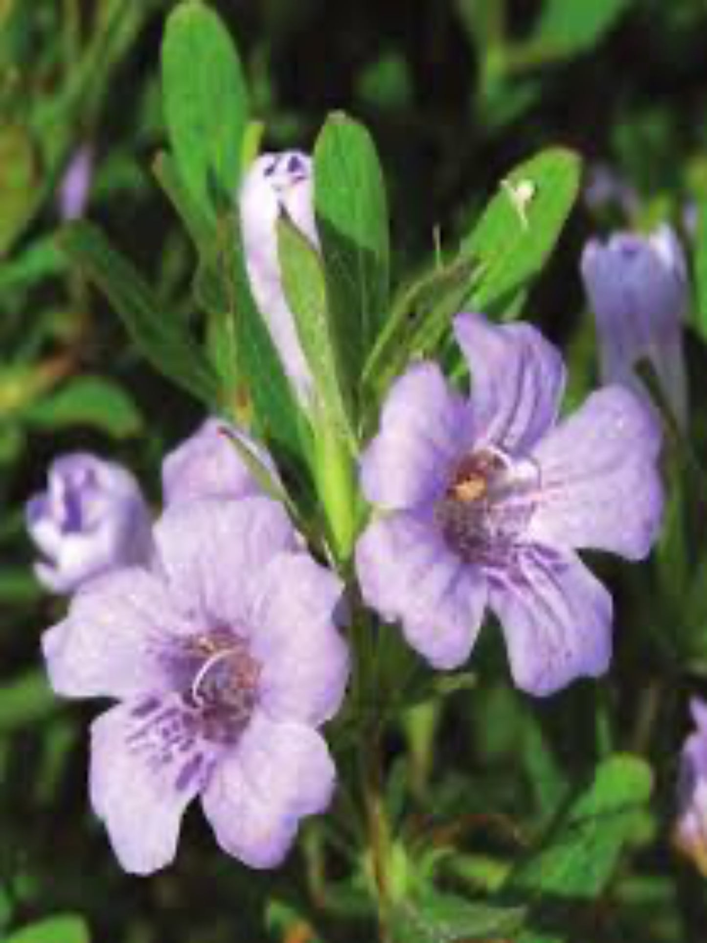 Dyschoriste oblongifolia " twinflower" is the host plant for the buckeye butterfly