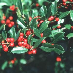 "Ilex x Attenuate Eagleston "Eagleston Holly"