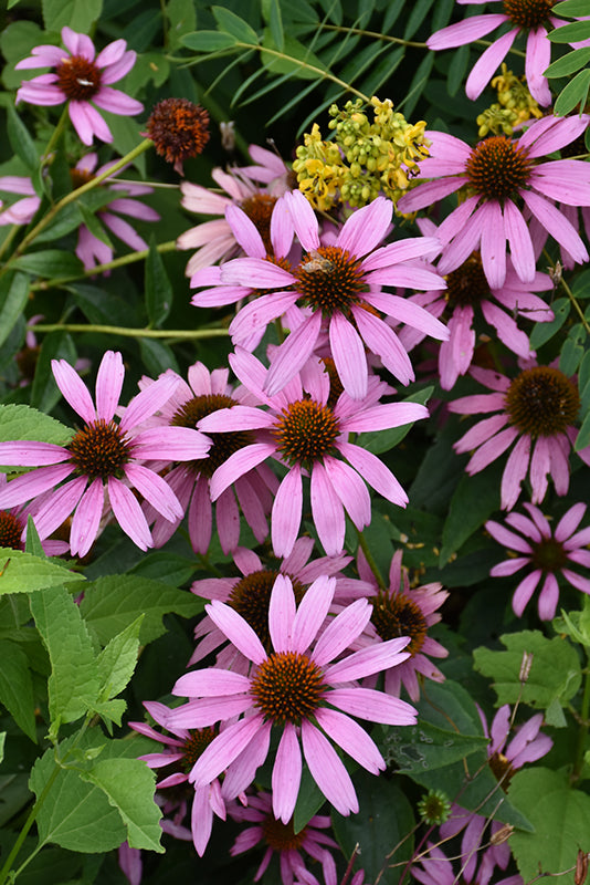Echinacea Purpurea "Purple coneflower"