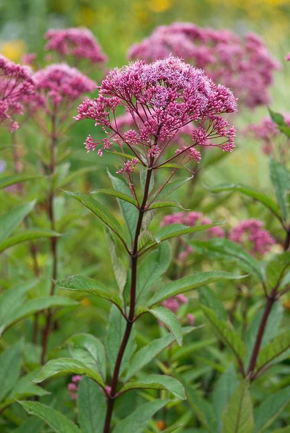 Eutrochium Fistulosum  "Joe Pye Weed"