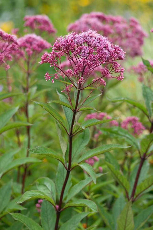 Eutrochium Fistulosum  "Joe Pye Weed"