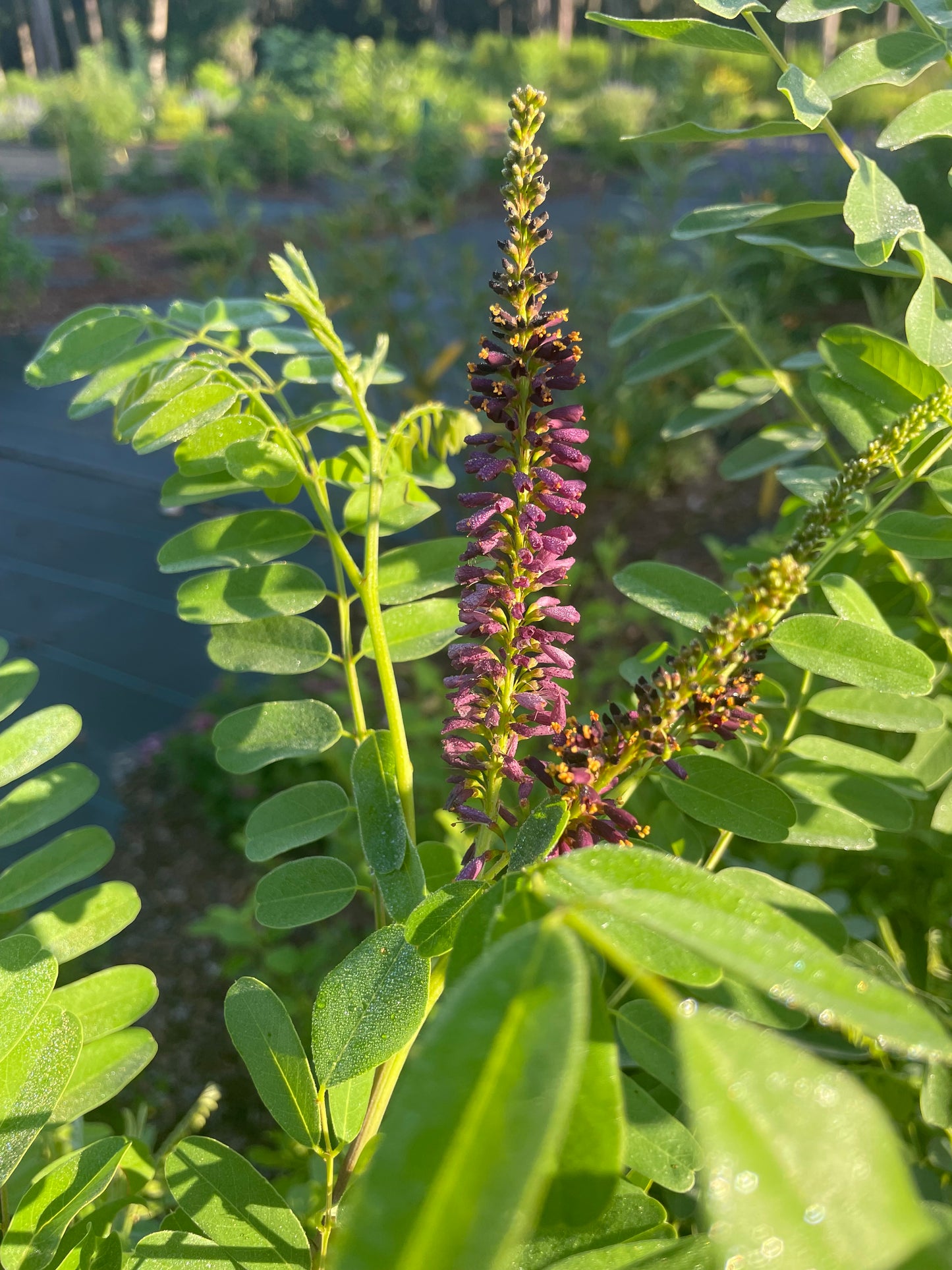 false indigo flowers is host plant for skipper butterfly