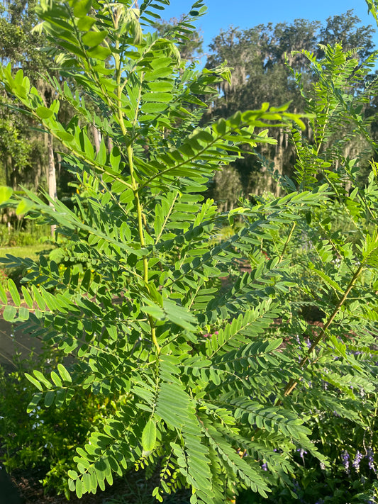 false indigo leaf is host plant for skipper butterfly