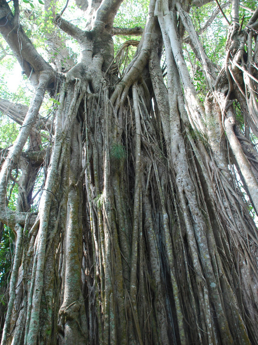 Ficus Aurea is the host plant for Ruddy Daggerwing