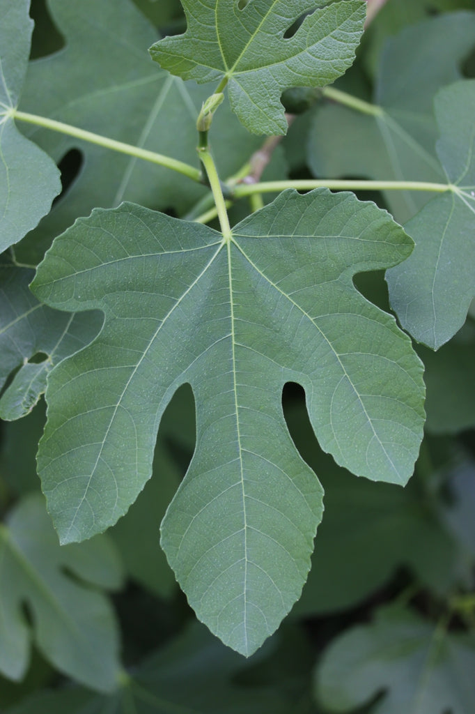 ficus carica green leaf