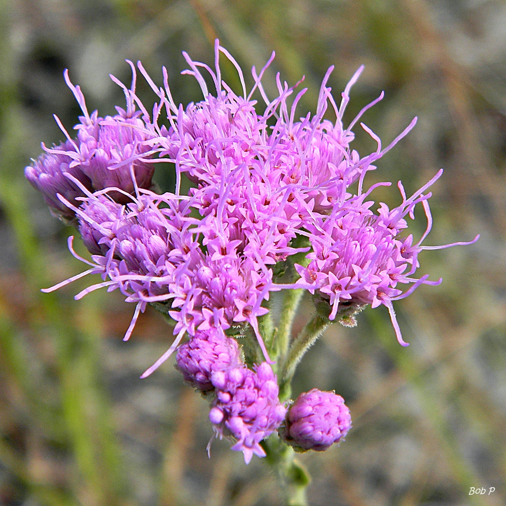 Carphephorus Corymbosus "Florida Paintbrush"