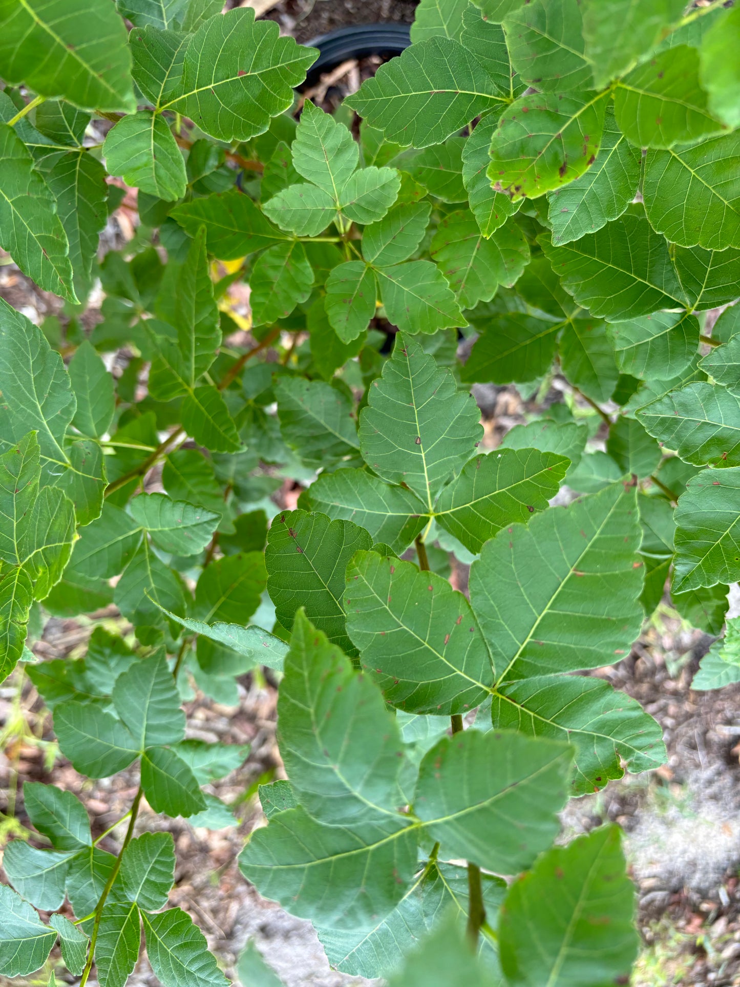 Rhus Aromatica " Fragrant Sumac"