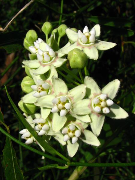Funastrum Clausum "White Twinevine Milkweed"