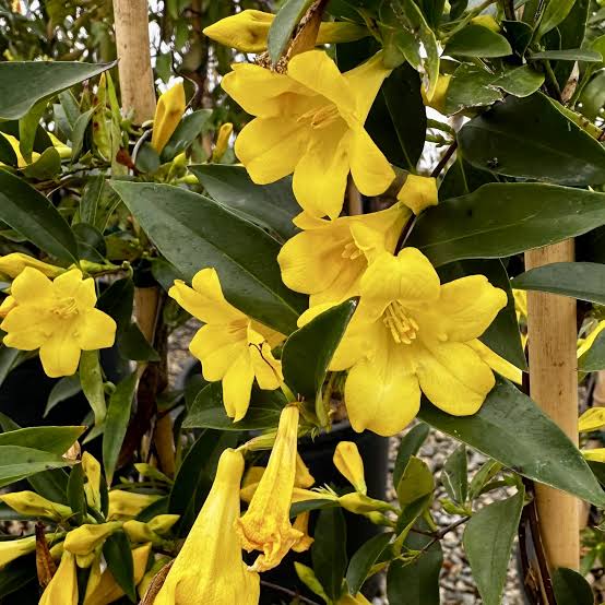 Gelsemium Sempervirens "Yellow Jessamine"