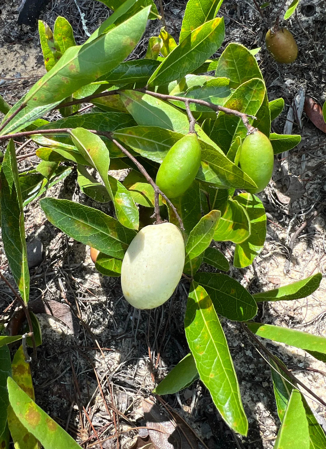 Geobalanus Oblongifolius "Gopher Apple"