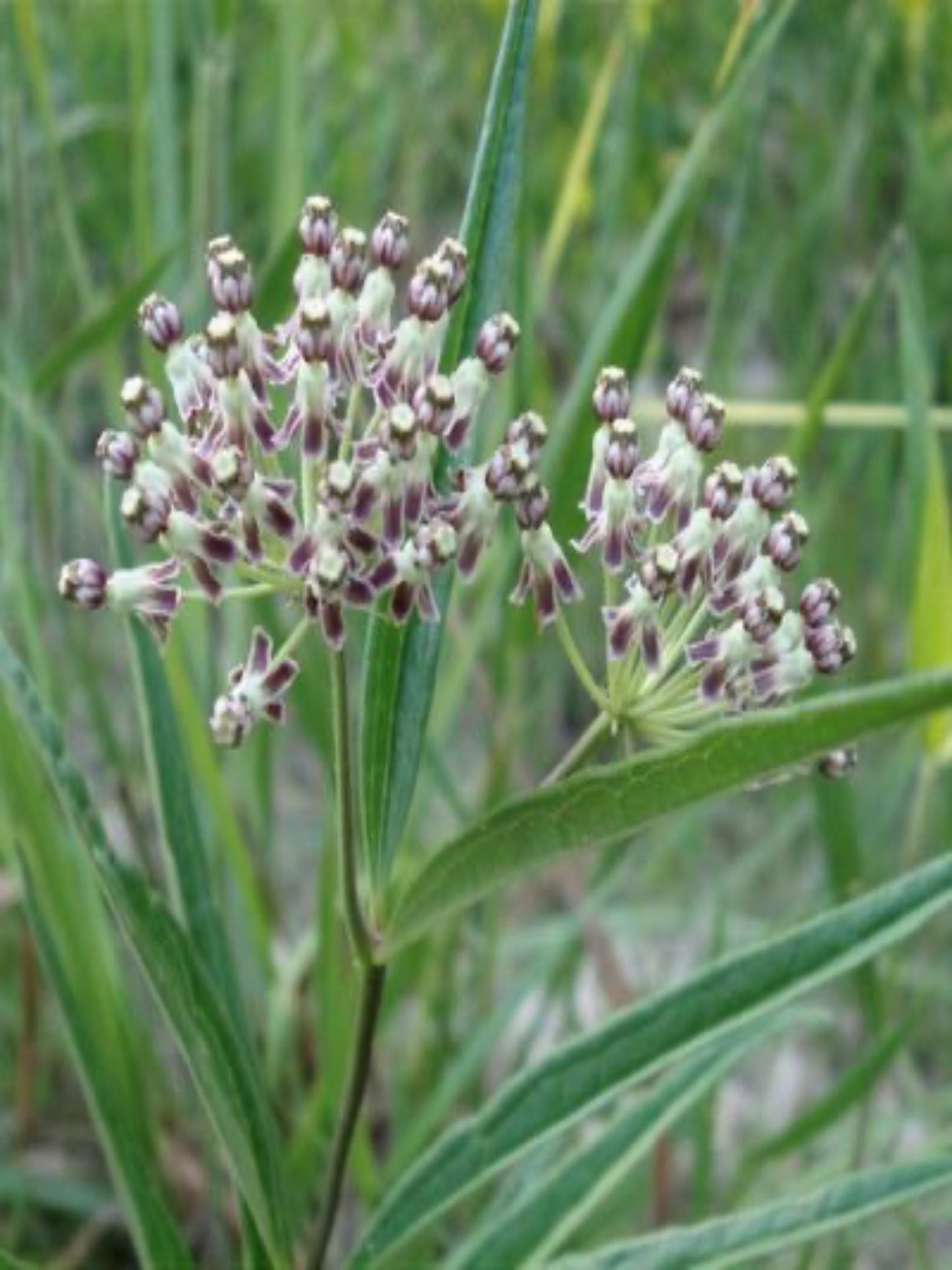 Asclepius humistrata " sandhill milkweed" host plant for monarch, queen , soldier butterfly
