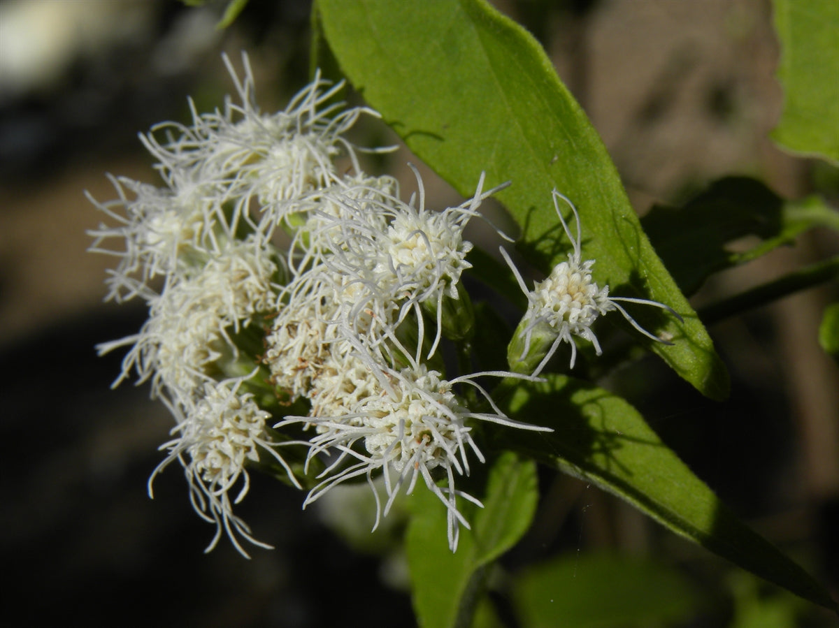 Chromolaena Odorata "Jack in the bush"