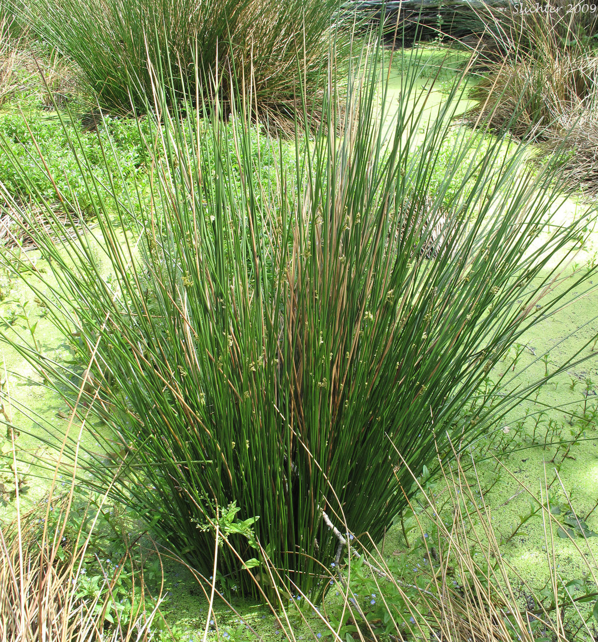 Juncus Effusus "Soft Rush"