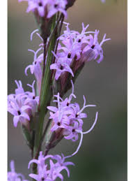Liatris Tenuifolia "Shorleaf Blazing Star"