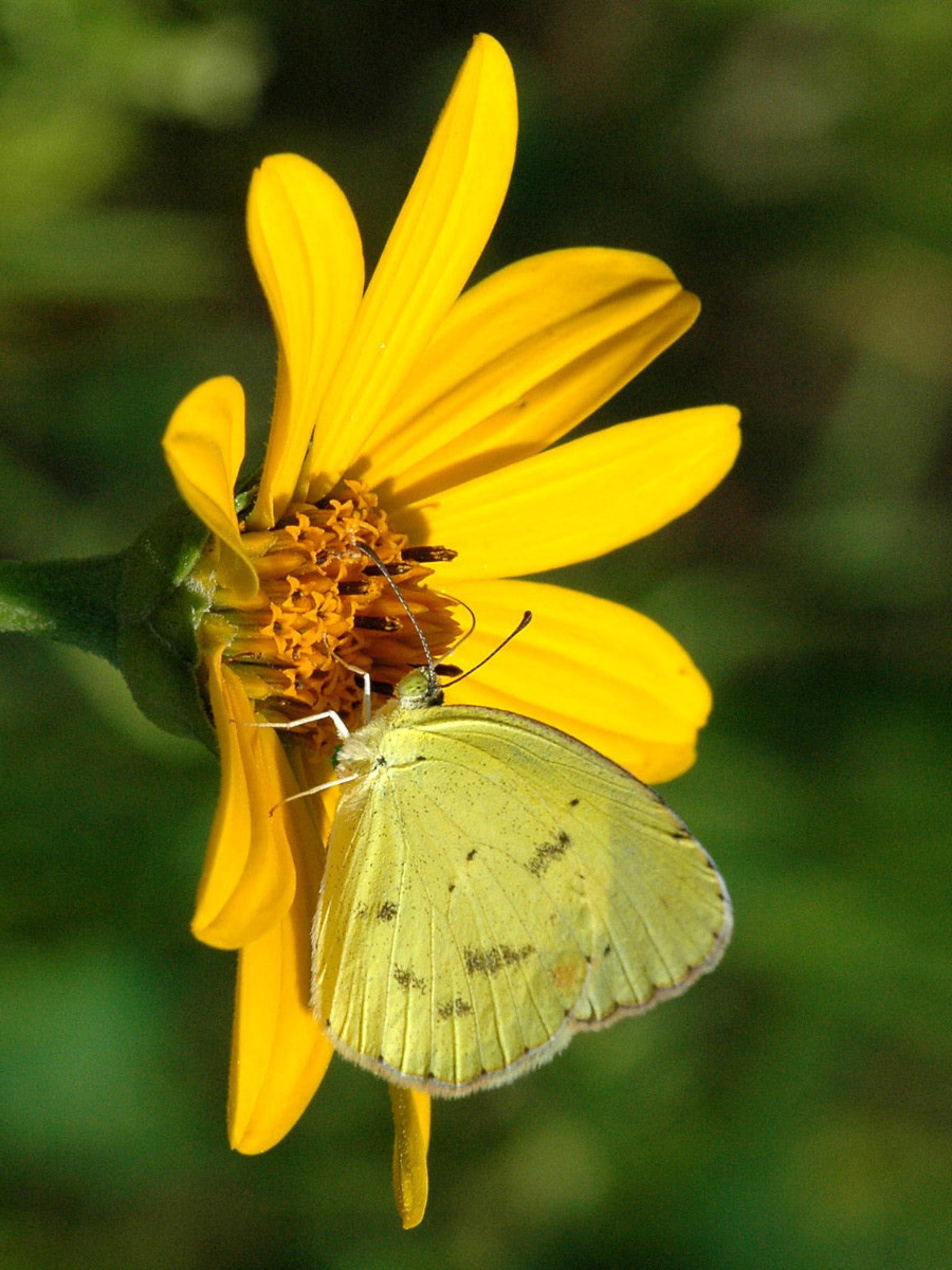 Little sulphur butterfly on a nectar sunflower