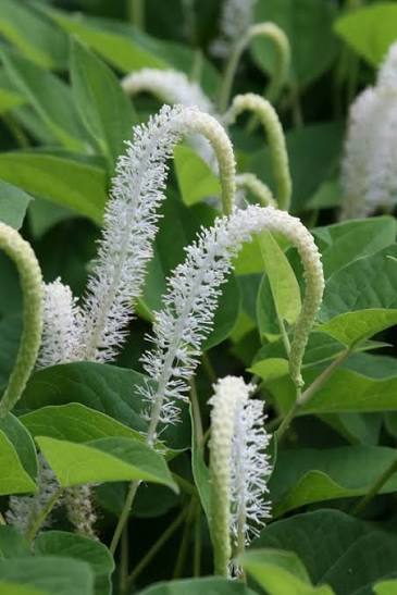 Saururus Cernuus "Lizard's Tail"