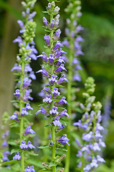 Great Blue Lobelia " Blue Cardinal Flower"