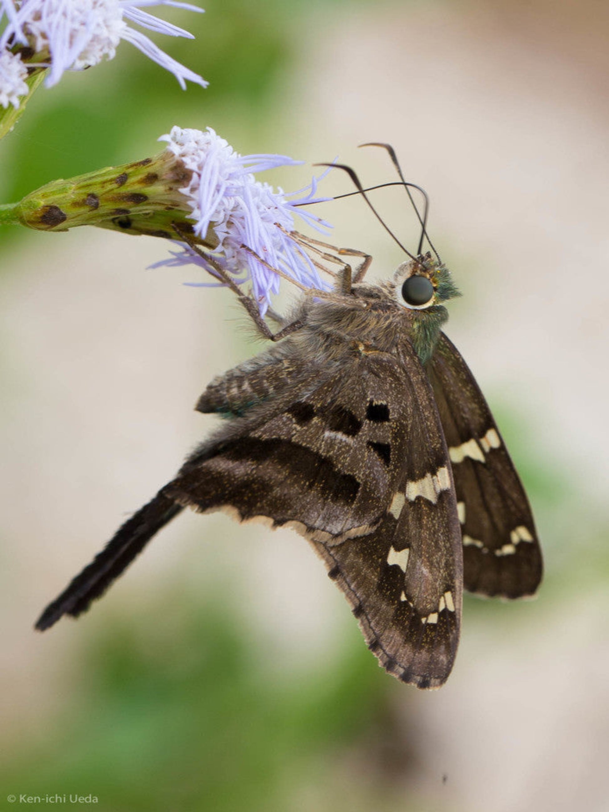 Longtail skipper butterfly on his host plant flower