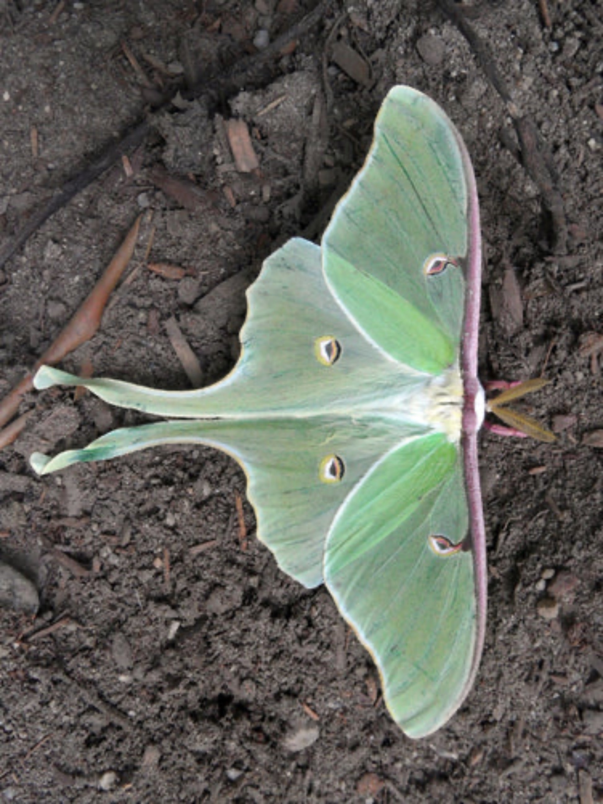 Luna Moth ( Asctias Luna) sit on the ground