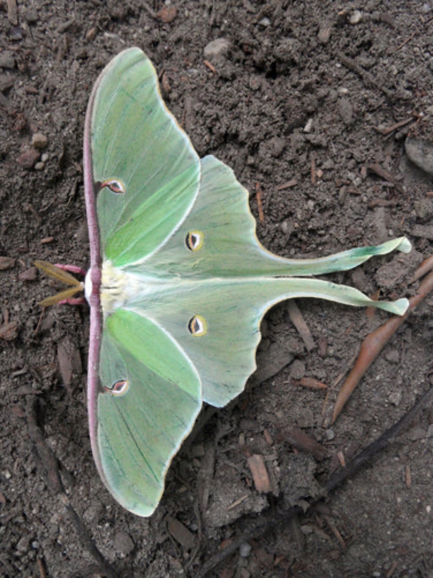 luna moth relaxing on the soil