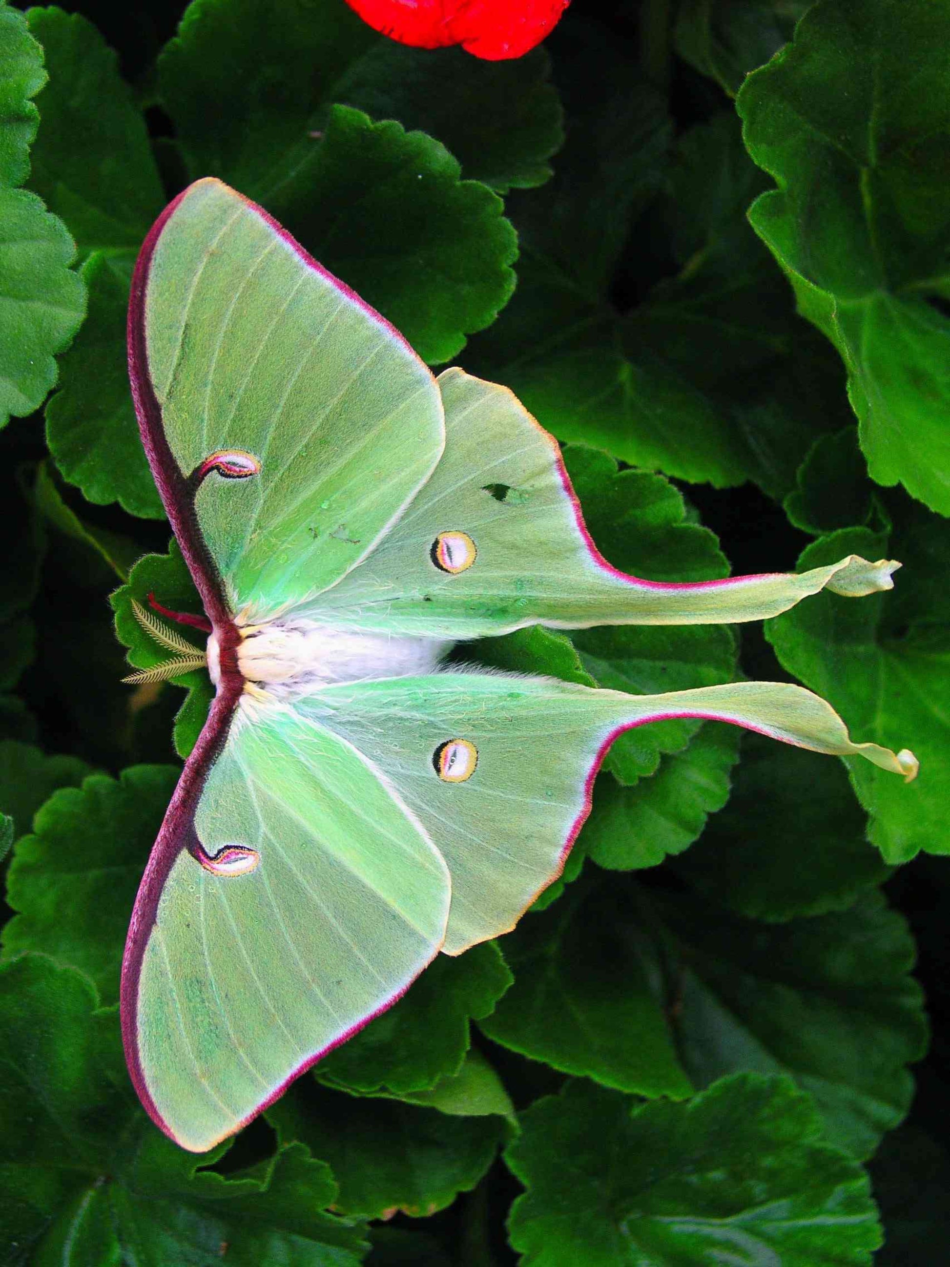 luna moth on hist host plant
