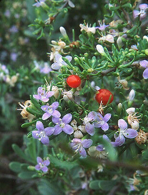 Lyceum Carolinianum "Christmas Berry"