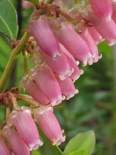 Lyonia Lucida "Fetterbush"