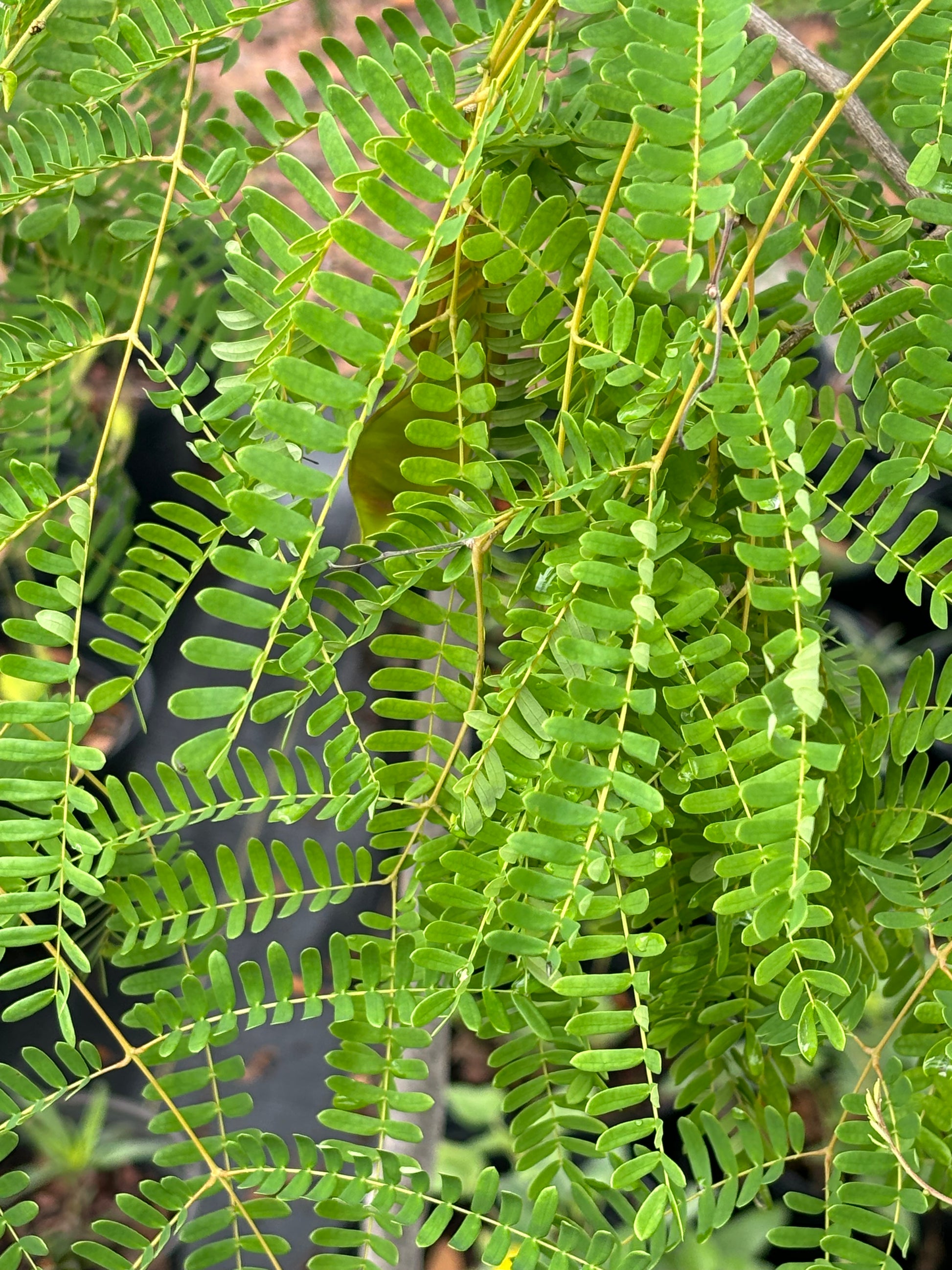 lysiloma latisiliquum leaf is host plant for orange sulphur