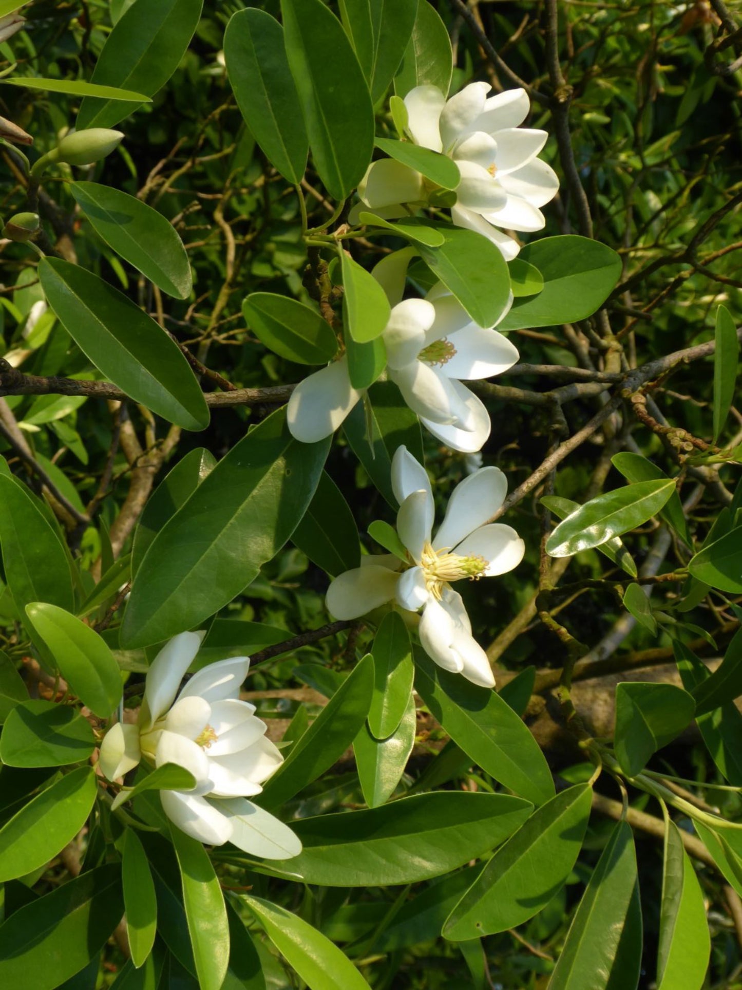 magnolia virginiana is an important host plant for tiger swallowtail butterfly