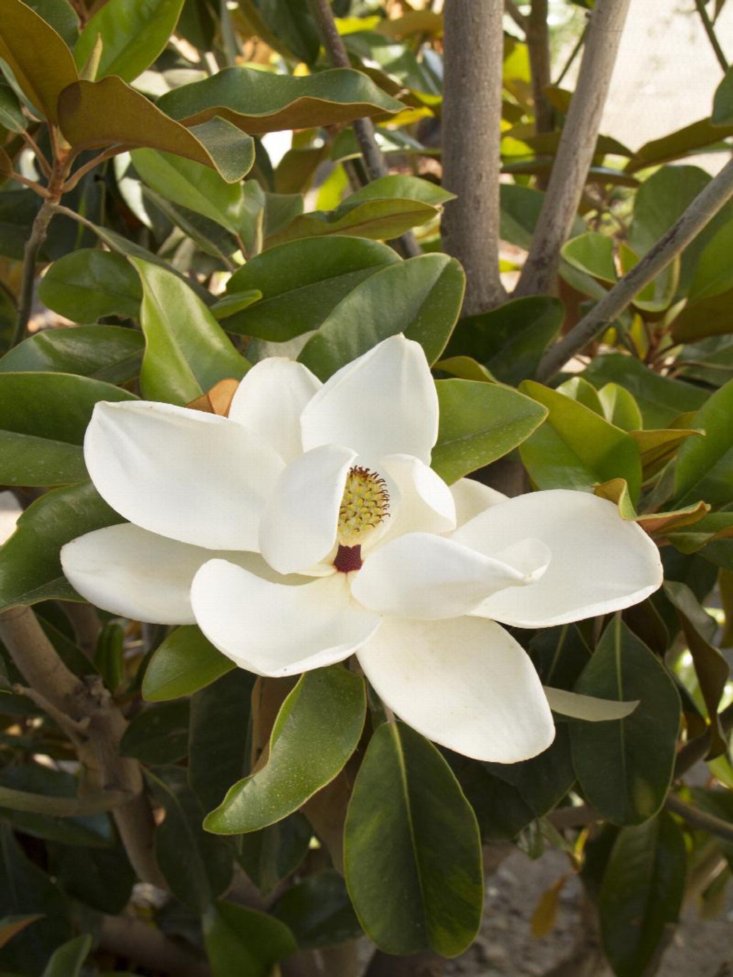 magnolia grandiflora is host tree for tiger swallowtail