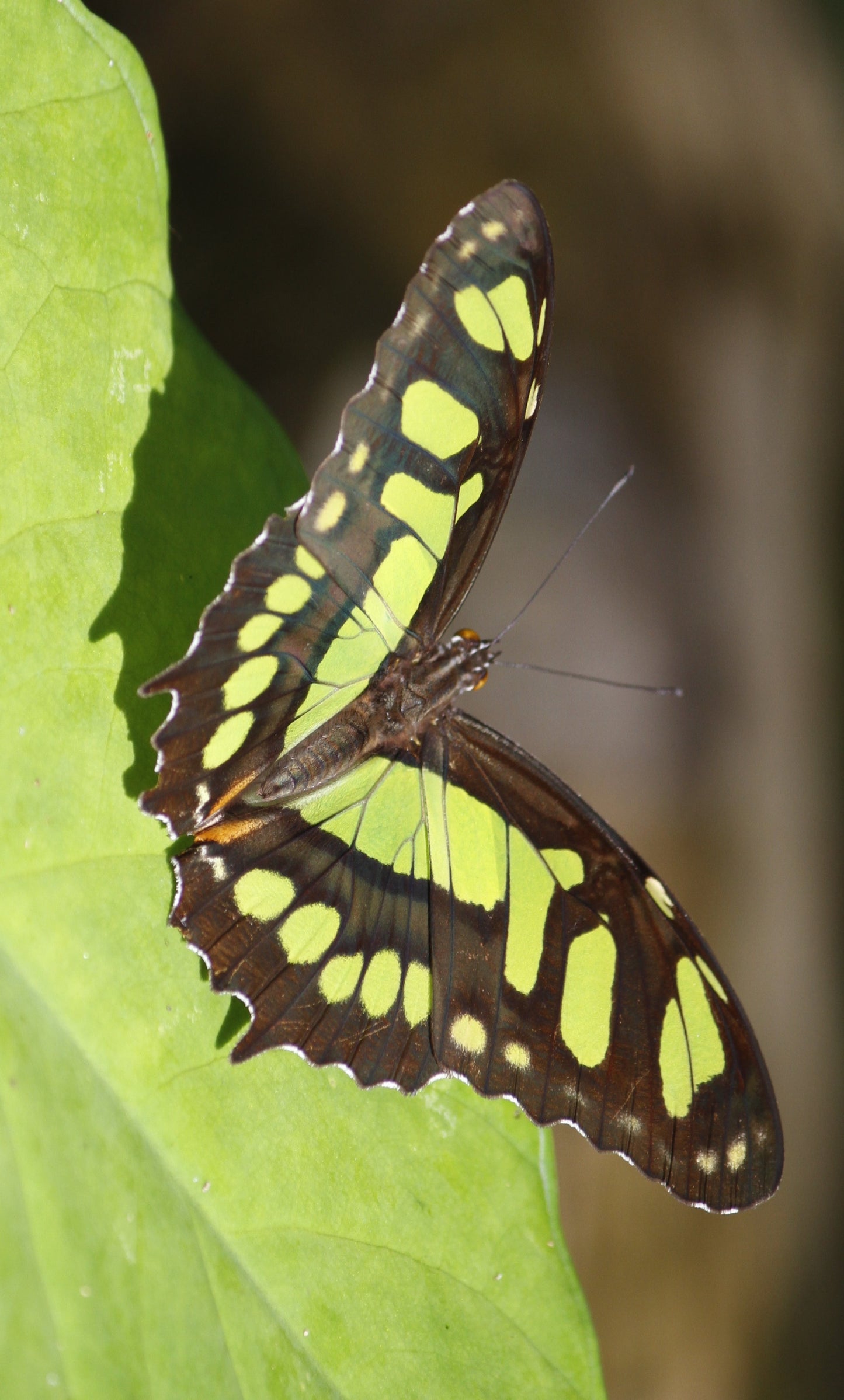 malachite butterfly uses  green shrimp as a host plant