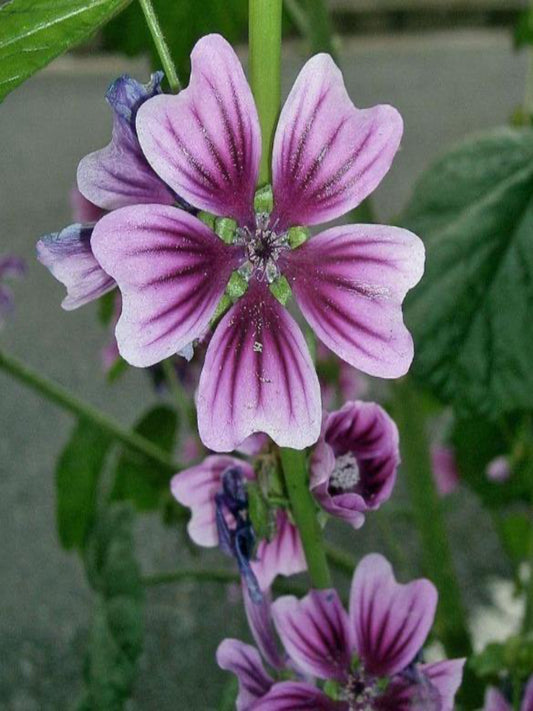 malva syvestrisn "tall mallow" is host plant for painted lady butterfly