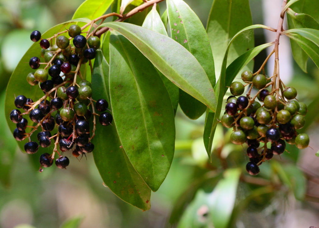 Ardisia Escalloniodes "Marlberry"